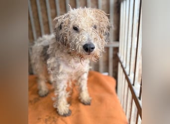 (R) superlieber kleiner Lausbub TEDDY - 1 Jahr, 38cm(8,5kg - Border Terrier-Mix