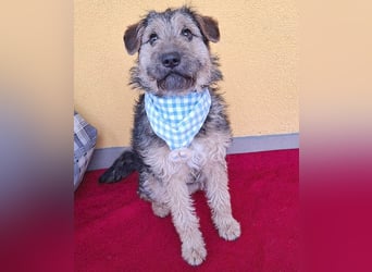 superlieber kleiner Lausbub TEDDY - 1 Jahr, 38cm(8,5kg - Border Terrier-Mix