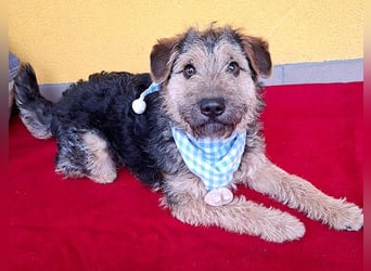 superlieber kleiner Lausbub TEDDY - 1 Jahr, 38cm(8,5kg - Border Terrier-Mix