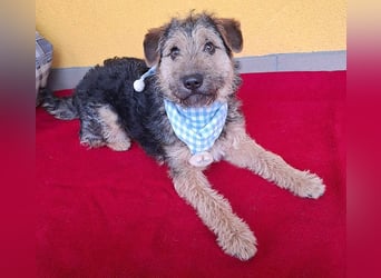 superlieber kleiner Lausbub TEDDY - 1 Jahr, 38cm(8,5kg - Border Terrier-Mix