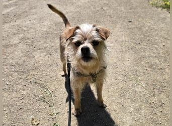 Loki: kleiner Struwel sucht Geborgenheit