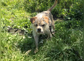 Loki: kleiner Struwel sucht Geborgenheit