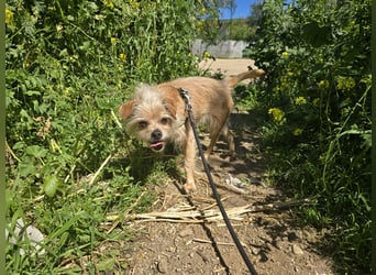 Loki: kleiner Struwel sucht Geborgenheit