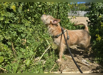 Loki: kleiner Struwel sucht Geborgenheit