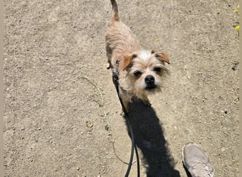 Loki: kleiner Struwel sucht Geborgenheit