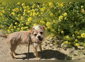 Loki: kleiner Struwel sucht Geborgenheit