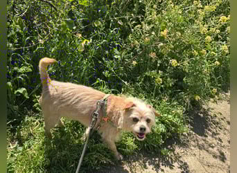 Loki: kleiner Struwel sucht Geborgenheit