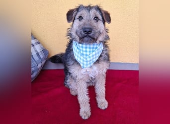 superlieber kleiner Lausbub TEDDY - 1 Jahr, 38cm(8,5kg - Border Terrier-Mix