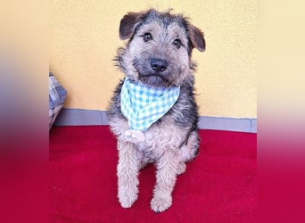 superlieber kleiner Lausbub TEDDY - 1 Jahr, 38cm(8,5kg - Border Terrier-Mix