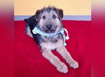 superlieber kleiner Lausbub TEDDY - 1 Jahr, 38cm(8,5kg - Border Terrier-Mix