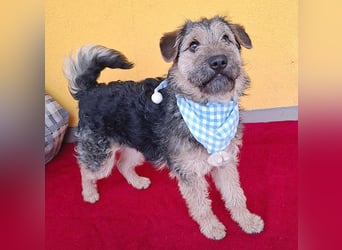 superlieber kleiner Lausbub TEDDY - 1 Jahr, 38cm(8,5kg - Border Terrier-Mix