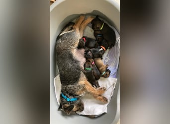 Border Terrier Welpen