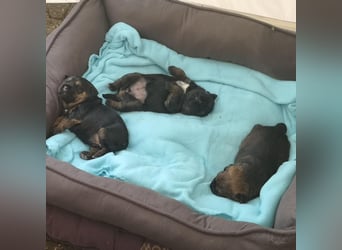 Border Terrier Welpen