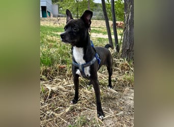 Negri - kleiner sensibler Herzenshund sucht sein Glück