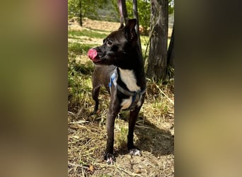 Negri - kleiner sensibler Herzenshund sucht sein Glück