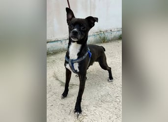 Negri - kleiner sensibler Herzenshund sucht sein Glück