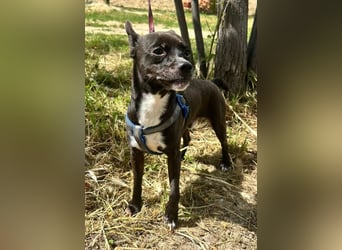 Negri - kleiner sensibler Herzenshund sucht sein Glück