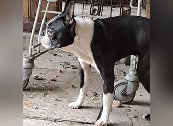 ROCKY SUCHT HERZENSMENSCHEN