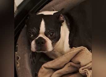 ROCKY SUCHT HERZENSMENSCHEN