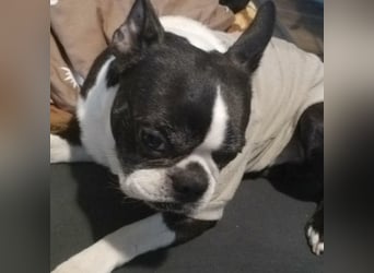 ROCKY SUCHT HERZENSMENSCHEN