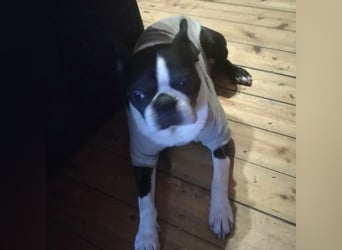 ROCKY SUCHT HERZENSMENSCHEN