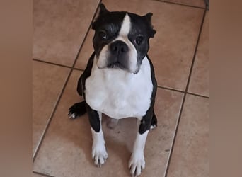 ROCKY SUCHT HERZENSMENSCHEN