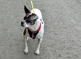 TYPISCH BOSTON TERRIER ⚡️IZZY⚡️- Bereits in Deutschland