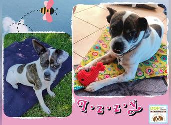 ♥️ IZZY - ein liebes wildes Hummelchen - sucht ein Zuhause !