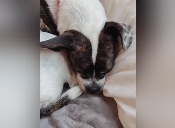 Terrier Mix ♥️ Izzy - in 67697 auf Pflegestelle - sucht ein Für-immer-Zuhause
