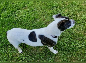 TYPISCH BOSTON TERRIER ⚡️IZZY⚡️- Bereits in Deutschland