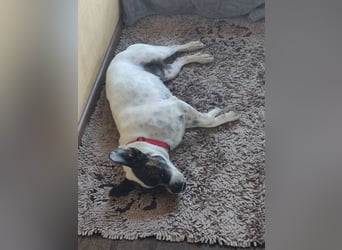 ♥️ IZZY - ein liebes wildes Hummelchen - sucht ein Zuhause !