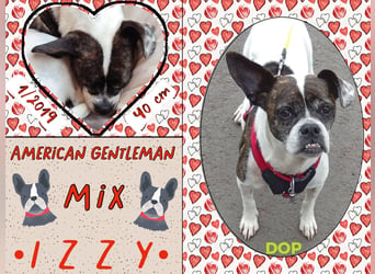 ♥️ IZZY ♥️ Super Lieb -  Bereits in Deutschland - Boston Terrier Mix
