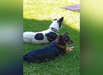 Terrier Mix ♥️ Izzy - in 67697 auf Pflegestelle - sucht ein Für-immer-Zuhause