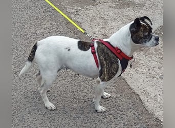 TYPISCH BOSTON TERRIER ⚡️IZZY⚡️- Bereits in Deutschland