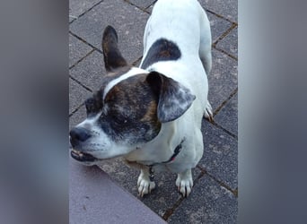 IZZY ♥️in 67697 auf Pflegestelle♥️ ein fröhliches Boston Terrier Mix Mädel