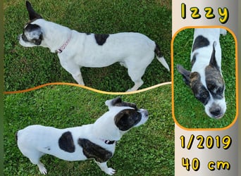 ♥️ IZZY - ein liebes wildes Hummelchen - sucht ein Zuhause !