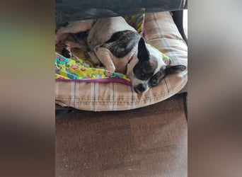 TYPISCH BOSTON TERRIER ⚡️IZZY⚡️- Bereits in Deutschland