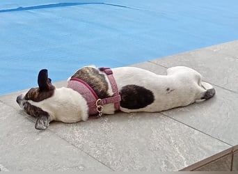 IZZY ♥️in 67697 auf Pflegestelle♥️ ein fröhliches Boston Terrier Mix Mädel