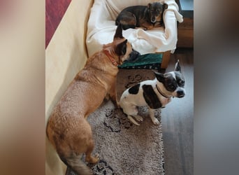 Terrier Mix ♥️ Izzy - in 67697 auf Pflegestelle - sucht ein Für-immer-Zuhause