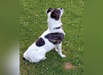 IZZY ♥️in 67697 auf Pflegestelle♥️ ein fröhliches Boston Terrier Mix Mädel