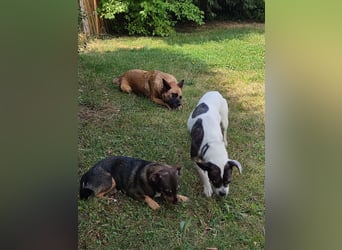 Smarte Izzy - in 67697 auf Pflegestelle - sucht ein Für-immer-Zuhause