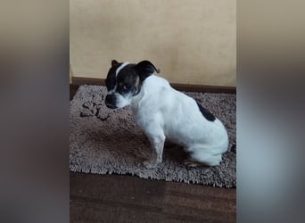 TYPISCH BOSTON TERRIER ⚡️IZZY⚡️- Bereits in Deutschland