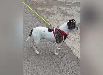 ♥️ IZZY - ein liebes wildes Hummelchen - sucht ein Zuhause !