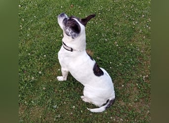 IZZY ♥️in 67697 auf Pflegestelle♥️ ein fröhliches Boston Terrier Mix Mädel