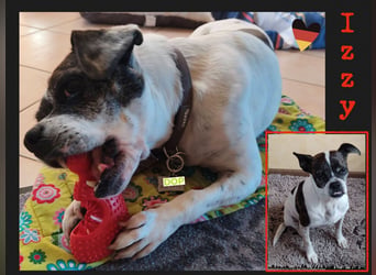 Terrier Mix ♥️ Izzy - in 67697 auf Pflegestelle - sucht ein Für-immer-Zuhause