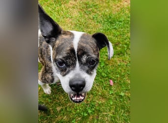 TYPISCH BOSTON TERRIER ⚡️IZZY⚡️- Bereits in Deutschland
