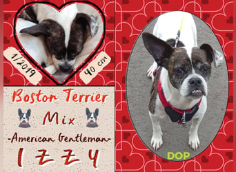TYPISCH BOSTON TERRIER ⚡️IZZY⚡️- Bereits in Deutschland