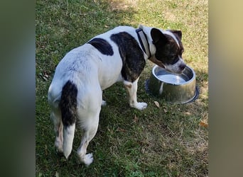 IZZY ♥️in 67697 auf Pflegestelle♥️ ein fröhliches Boston Terrier Mix Mädel