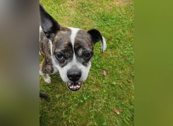 ♥️ IZZY - ein liebes wildes Hummelchen - sucht ein Zuhause !