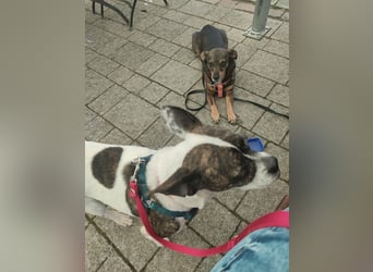 ♥️ IZZY - ein liebes wildes Hummelchen - sucht ein Zuhause !
